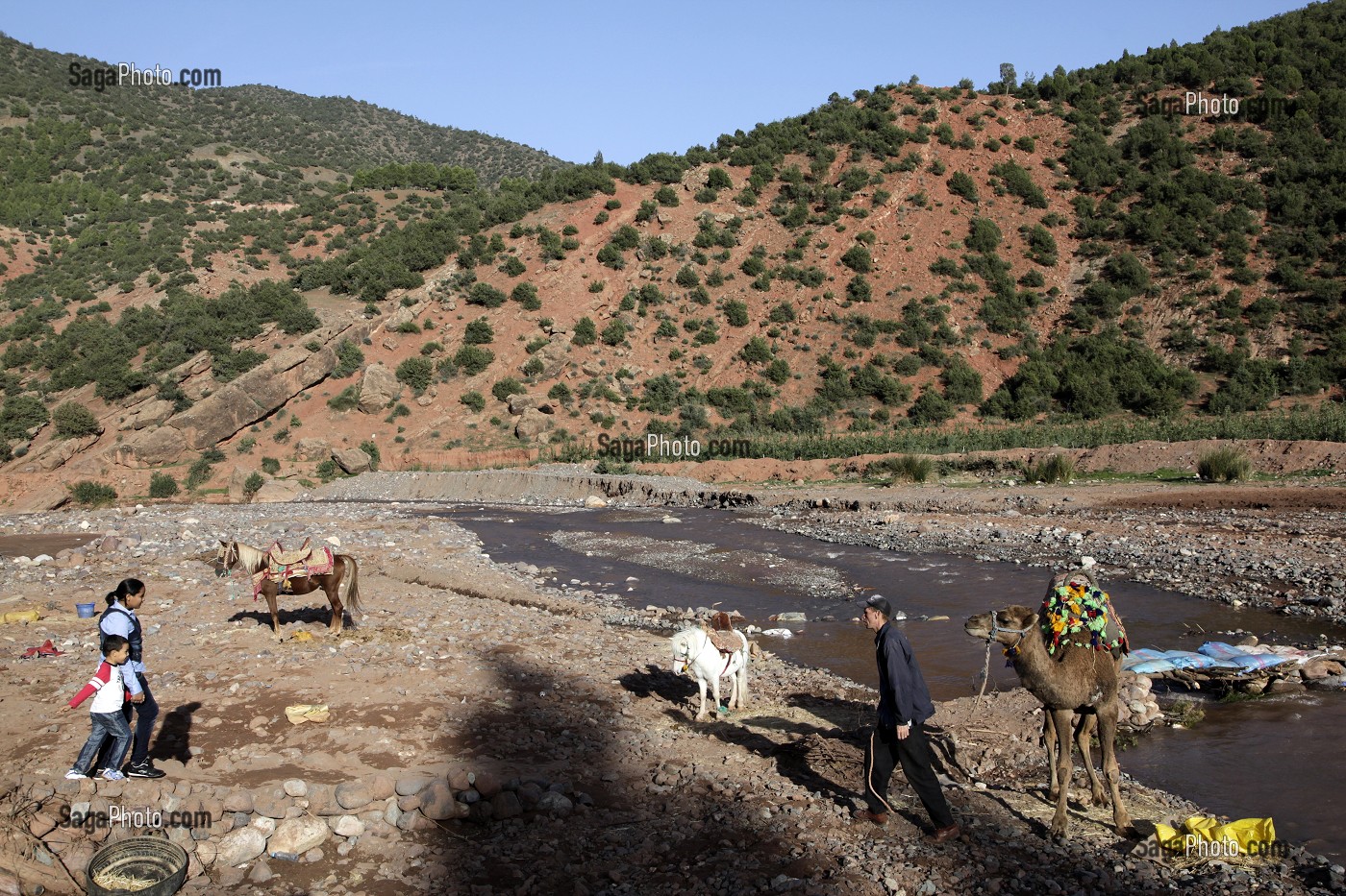 ANES ET DROMADAIRE AU BORD DE LA RIVIERE, PRES DU VILLAGE BERBERE D'ASNI, AU PIED DU PARC NATIONAL DU TOUBKAL, HAUT-ATLAS, MAROC 