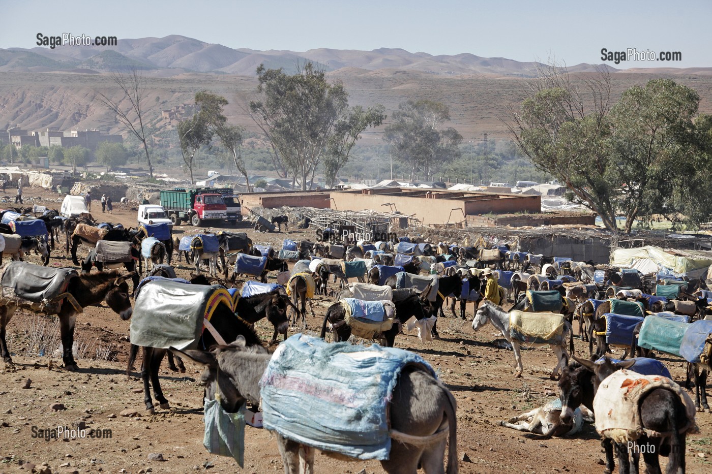 PARKING DES ANES SUR LE MARCHE BERBERE DE TAHANAOUTE, AL HAOUZ, MAROC 