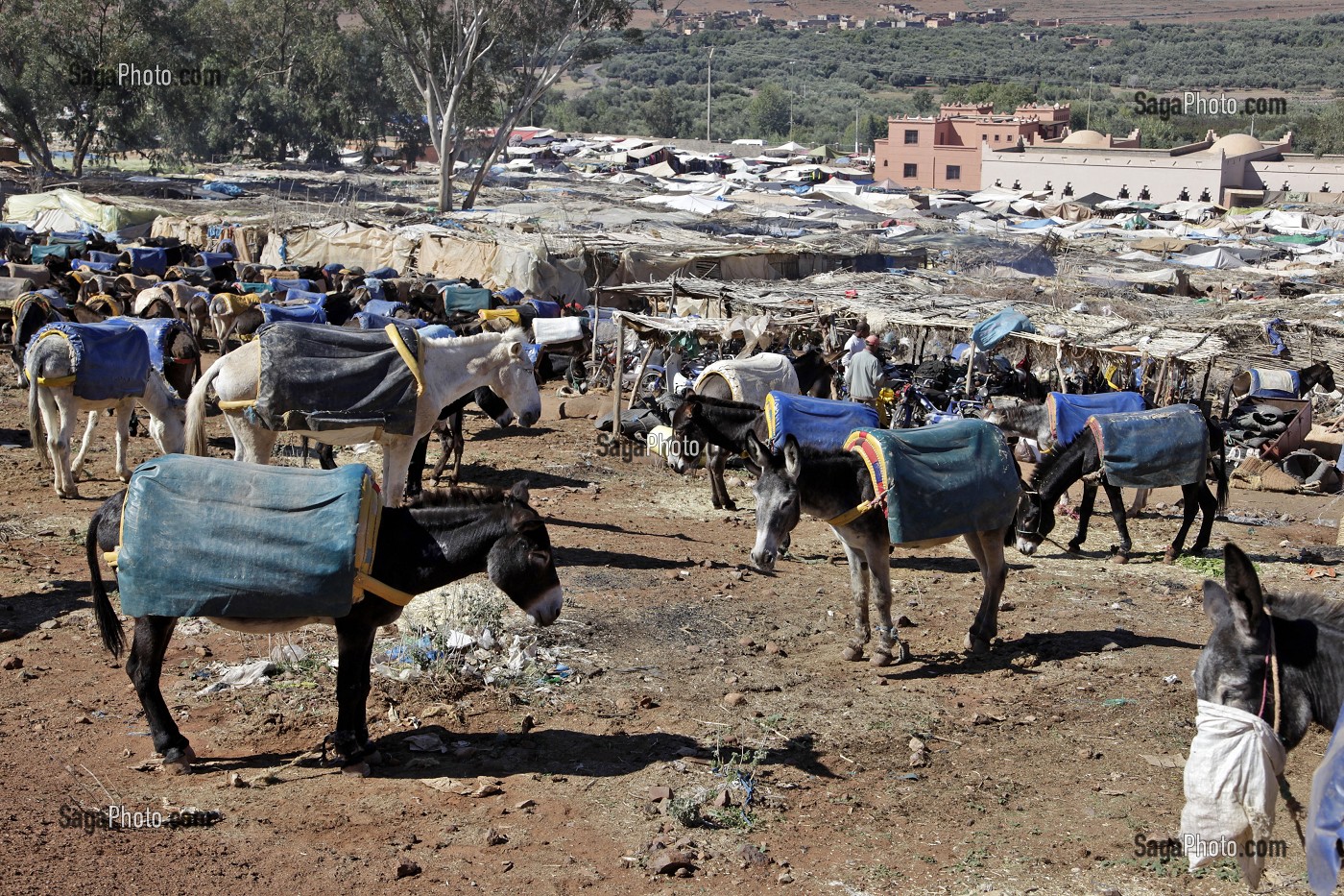 PARKING DES ANES, MARCHE BERBERE DE TAHANAOUTE, MAROC 