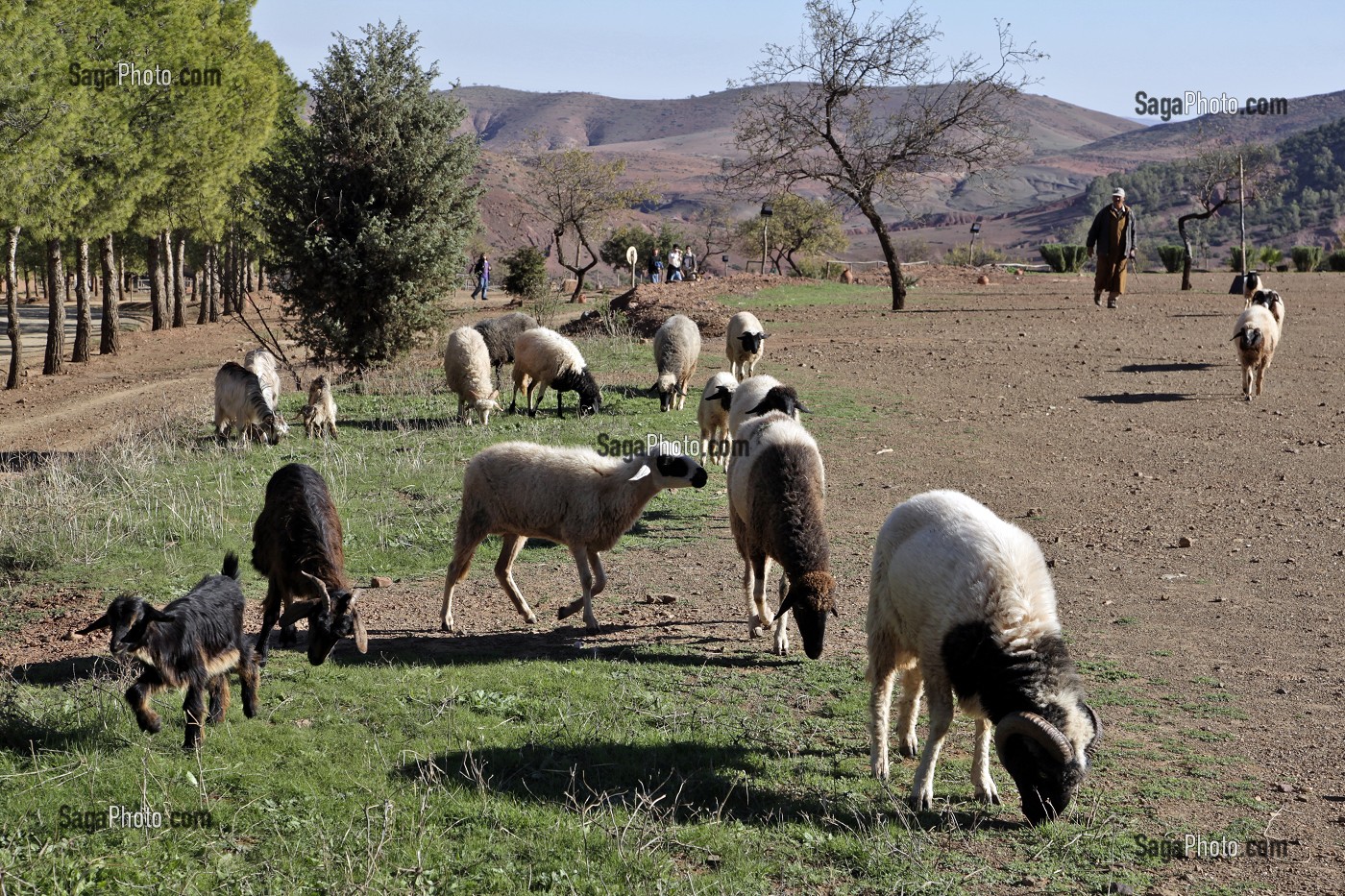 BERGER ET SES MOUTONS SUR LE DOMAINE DE TERRES D’AMANAR, TAHANAOUTE, AL HAOUZ, MAROC 