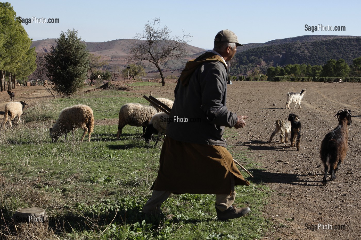 BERGER ET SES MOUTONS SUR LE DOMAINE DE TERRES D’AMANAR, TAHANAOUTE, AL HAOUZ, MAROC 