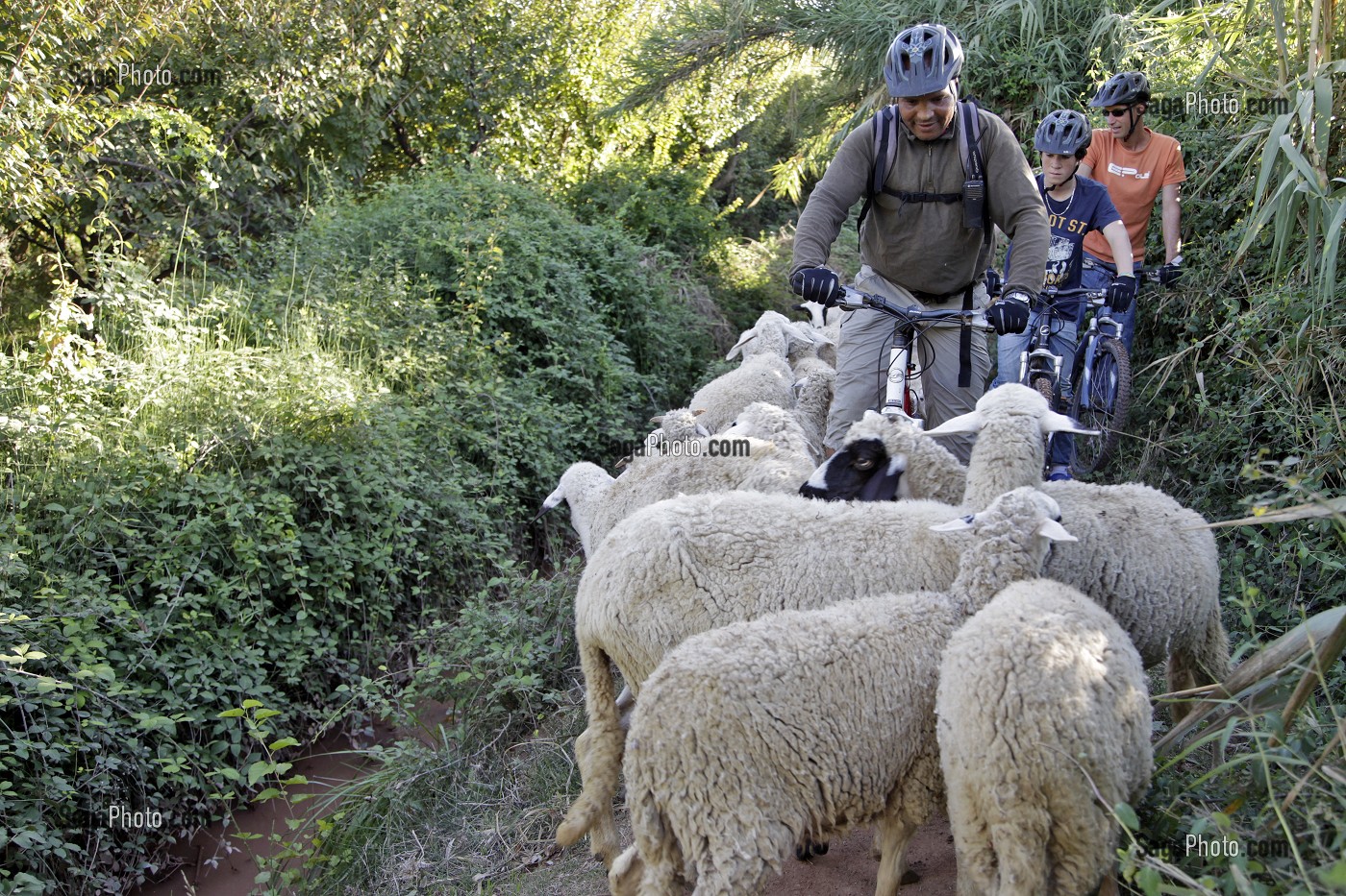 VVT AU MILIEU D'UN TROUPEAU DE MOUTONS, ACTIVITES VELO TOUT TERRAIN, VTT EN PAYS BERBERE AUTOUR DE TAHANAOUTE, DOMAINE DE TERRES D'AMANAR, AL HAOUZ, MAROC 