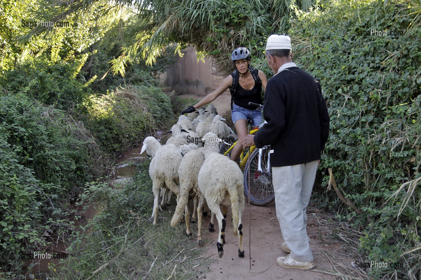 VVT AU MILIEU D'UN TROUPEAU DE MOUTONS, ACTIVITES VELO TOUT TERRAIN, VTT EN PAYS BERBERE AUTOUR DE TAHANAOUTE, DOMAINE DE TERRES D'AMANAR, AL HAOUZ, MAROC 