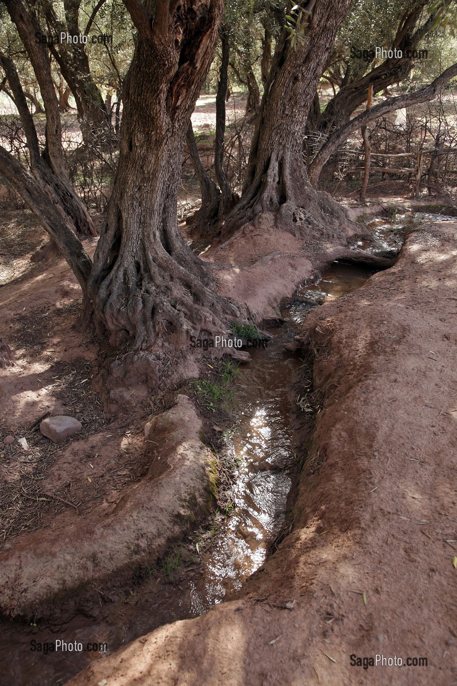 IRRIGATION DES TERRES AUTOUR LES OLIVIERS, AL HAOUZ, MAROC 