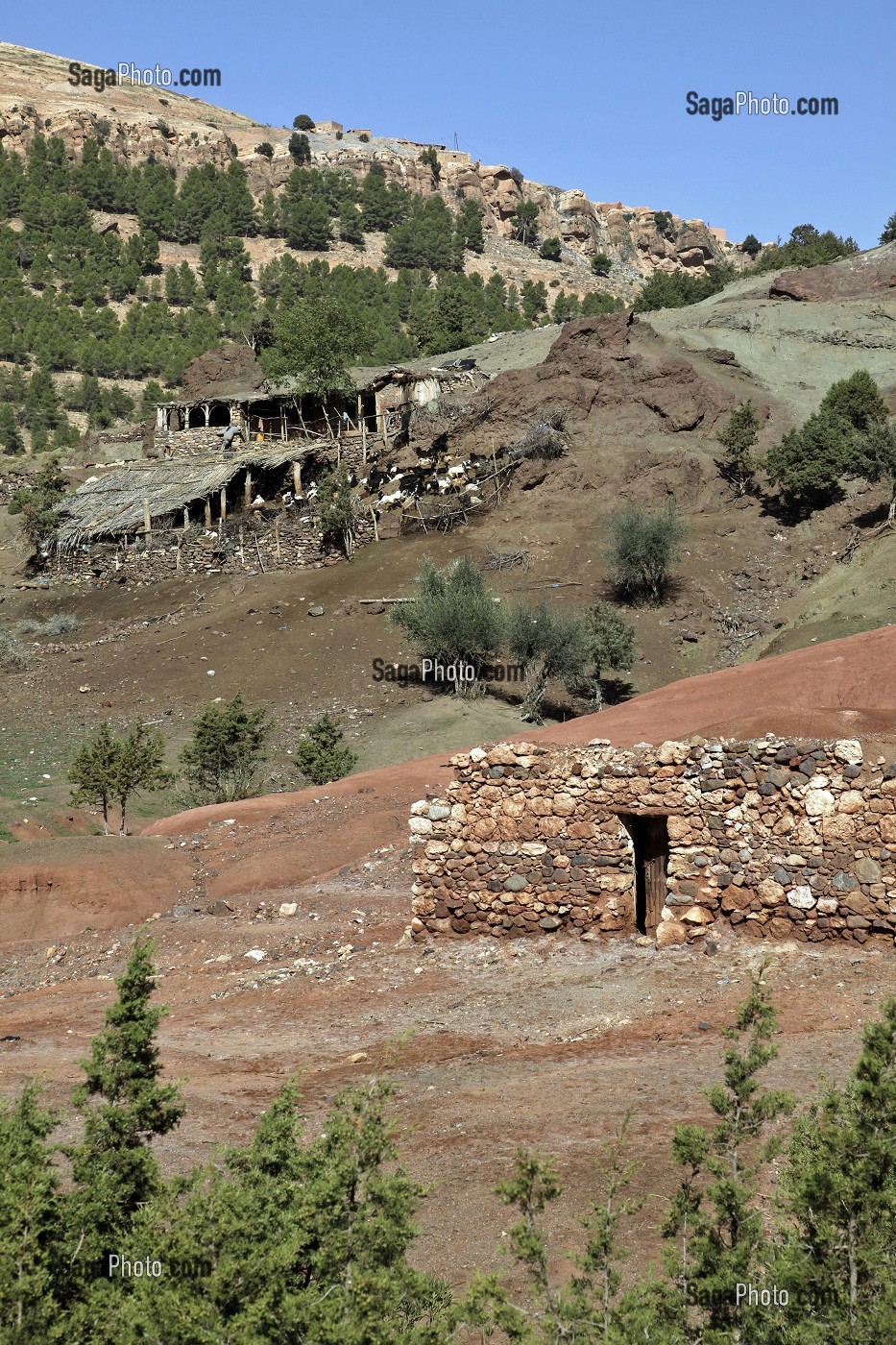 ELEVAGE DE CHEVRES, VALLEE D’ASNI, HAUT-ATLAS, MAROC 