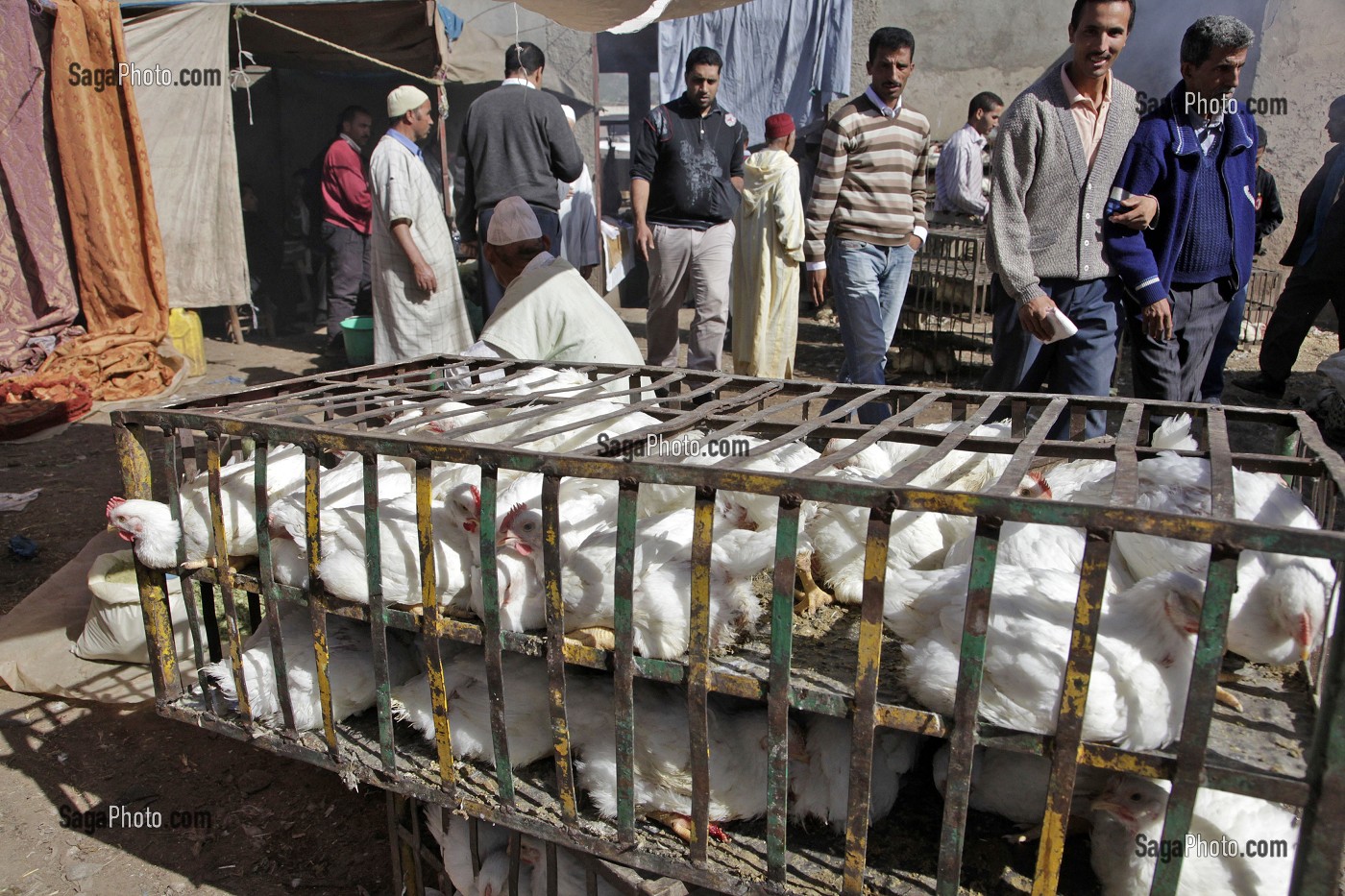 VENTE DE POULES, MARCHE BERBERE D’ASNI, HAUT-ATLAS, MAROC 