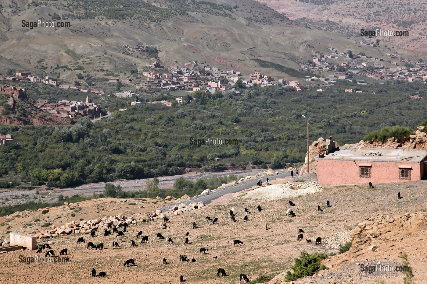 AGRICULTURE, ELEVAGE DE CHEVRES, HAUT-ATLAS, MAROC 