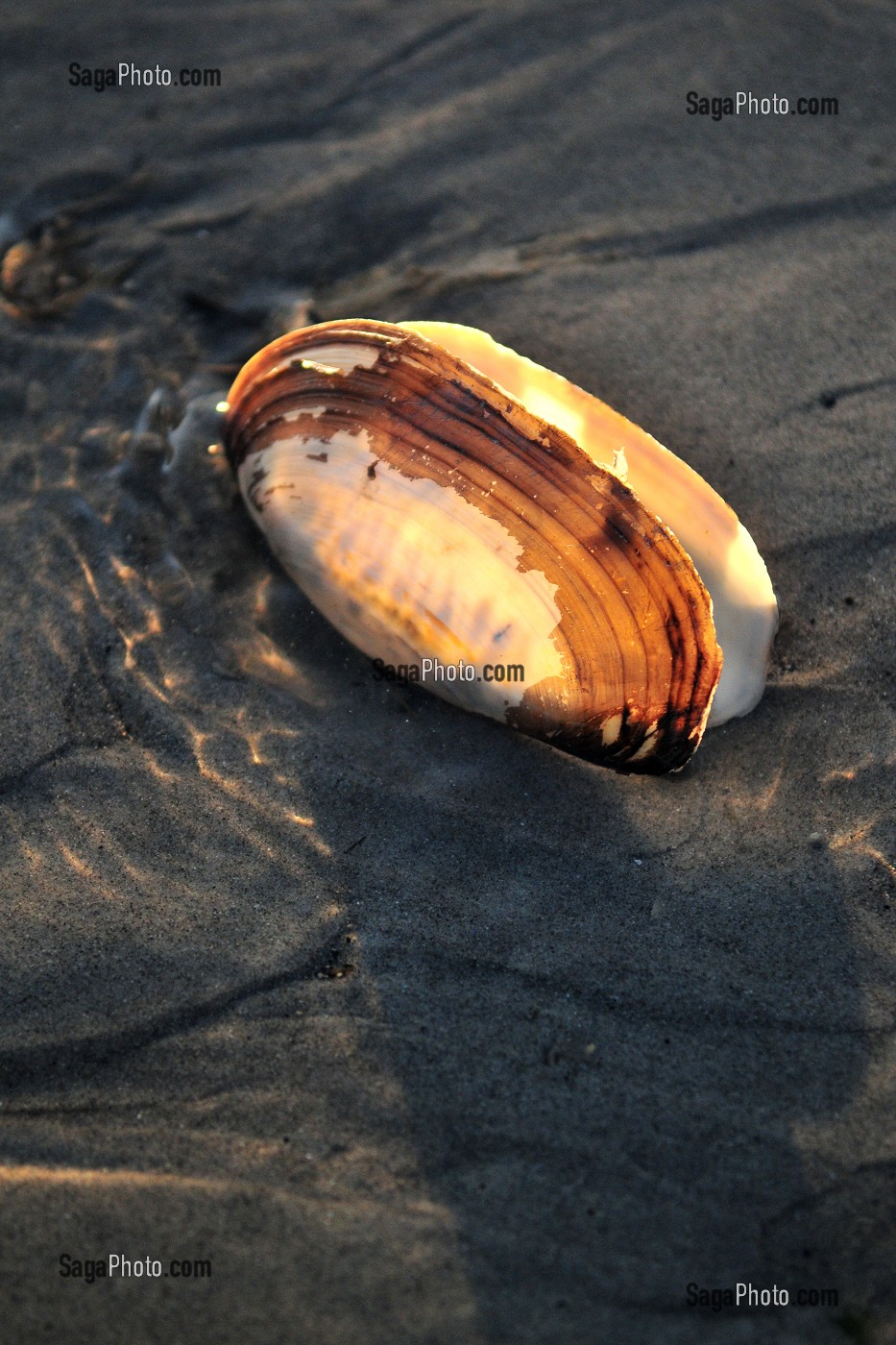 COQUILLAGE, BORD DE MER, FRANCE 