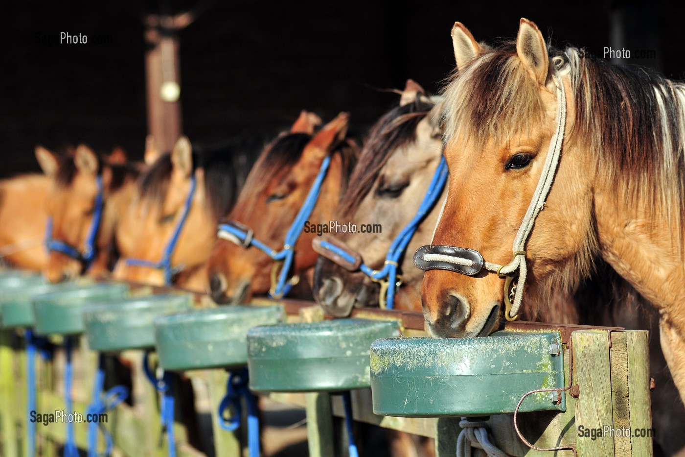 CHEVAL DE RACE HENSON, MARQUENTERRE, FRANCE 