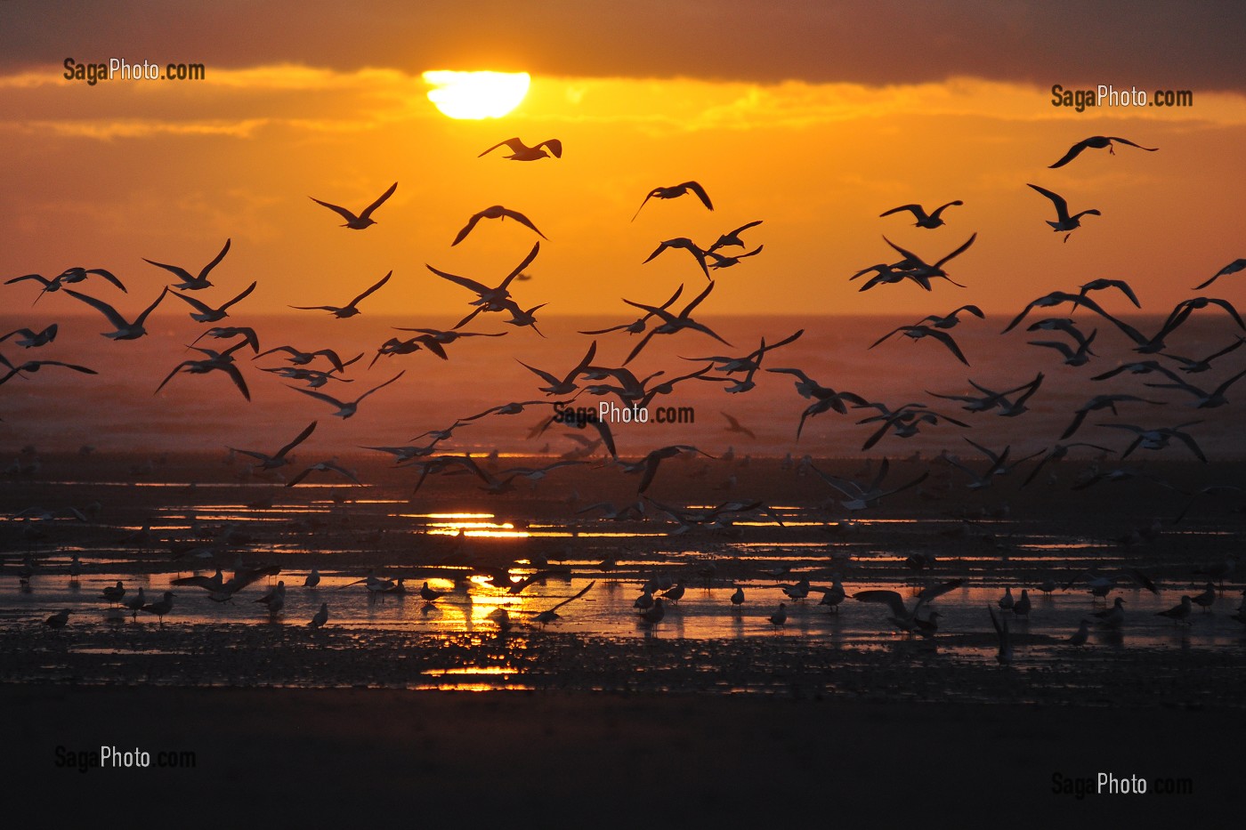 PLAGES DE LA BAIE DE SOMME, FRANCE 
