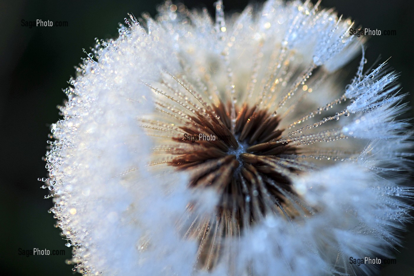 PORTRAITS DE FLEURS DANS LA NATURE 