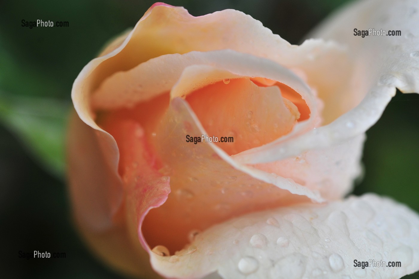 PORTRAITS DE FLEURS DANS LA NATURE 