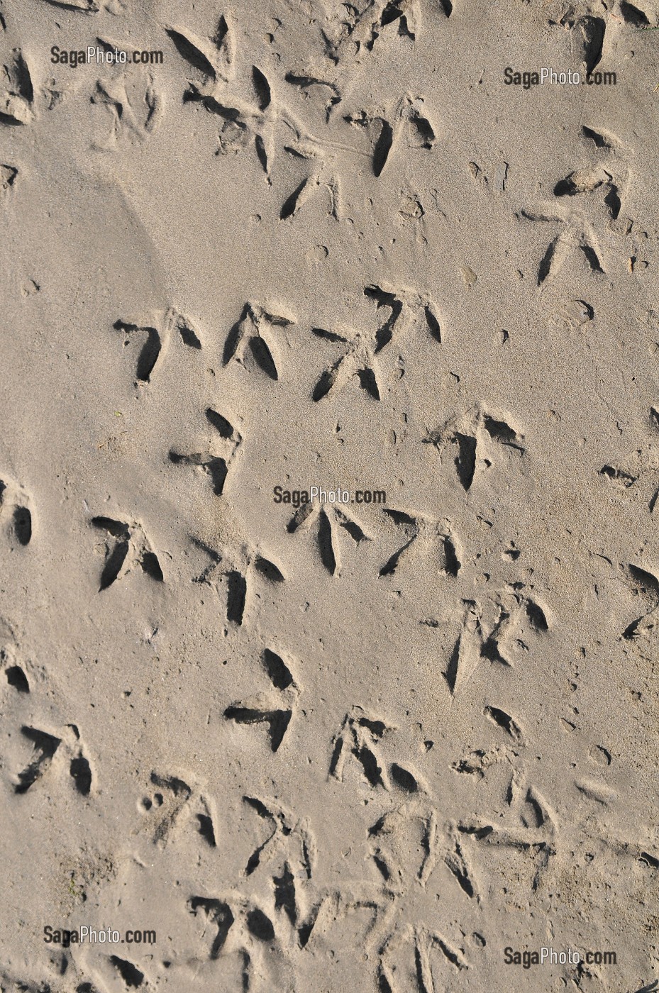 FAUNE DE LA BAIE DE SOMME, FRANCE 