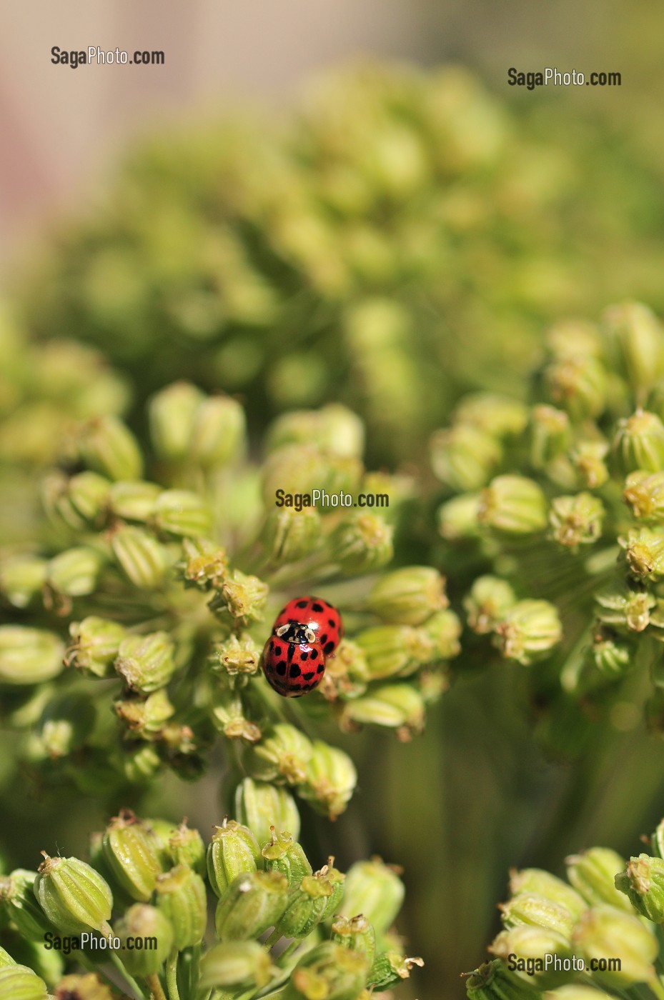 FAUNE DE LA BAIE DE SOMME, FRANCE 