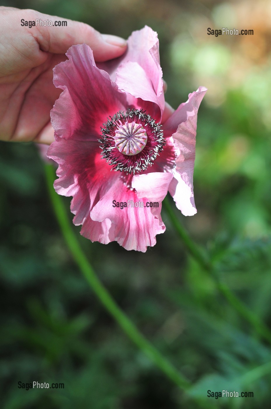 FLORE DE LA BAIE DE SOMME, FRANCE 