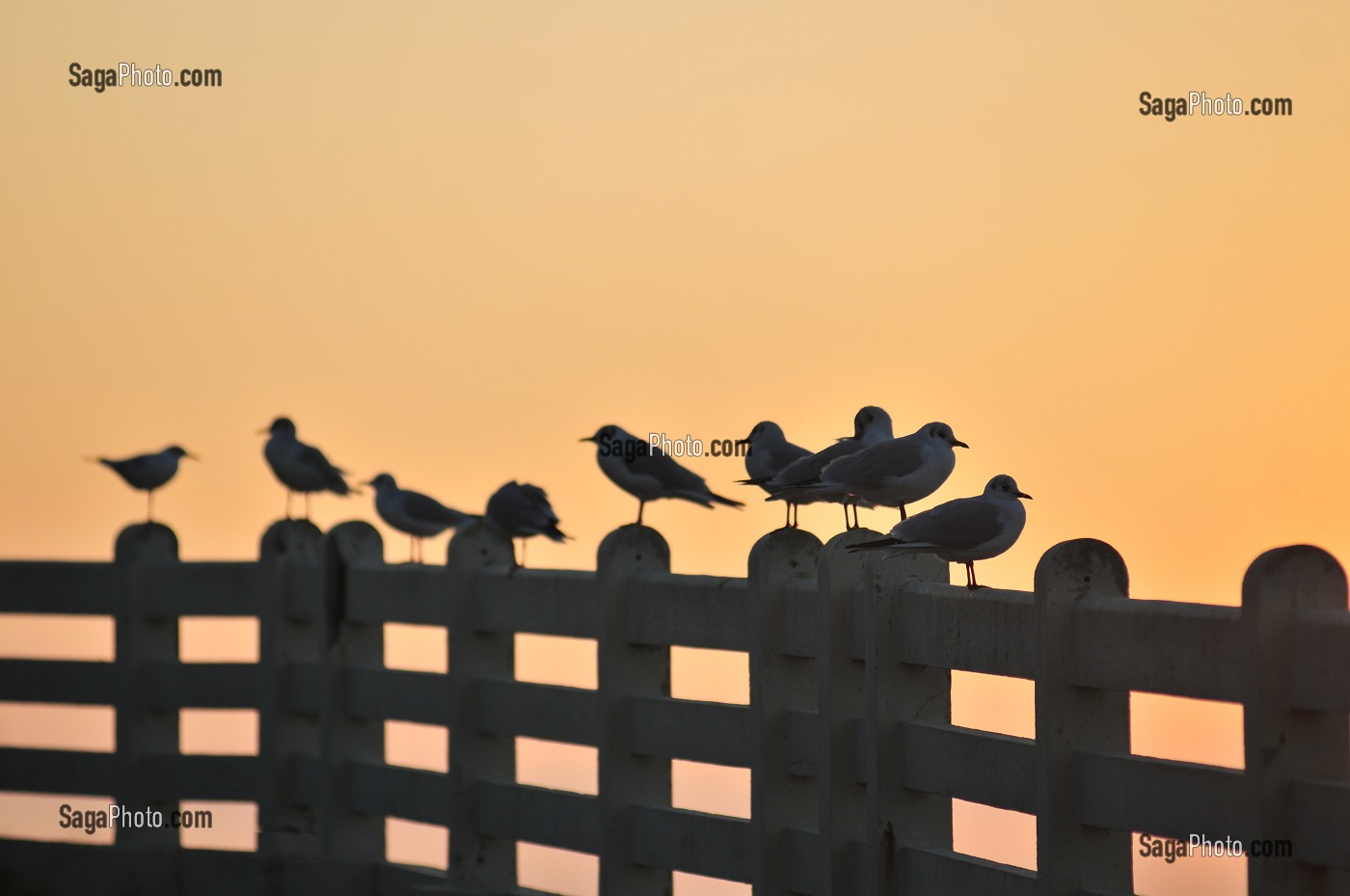 FAUNE DE LA BAIE DE SOMME, FRANCE 