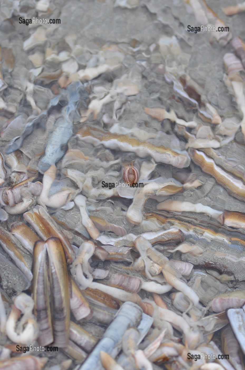 PRODUITS DE LA MER, BAIE DE SOMME, FRANCE 
