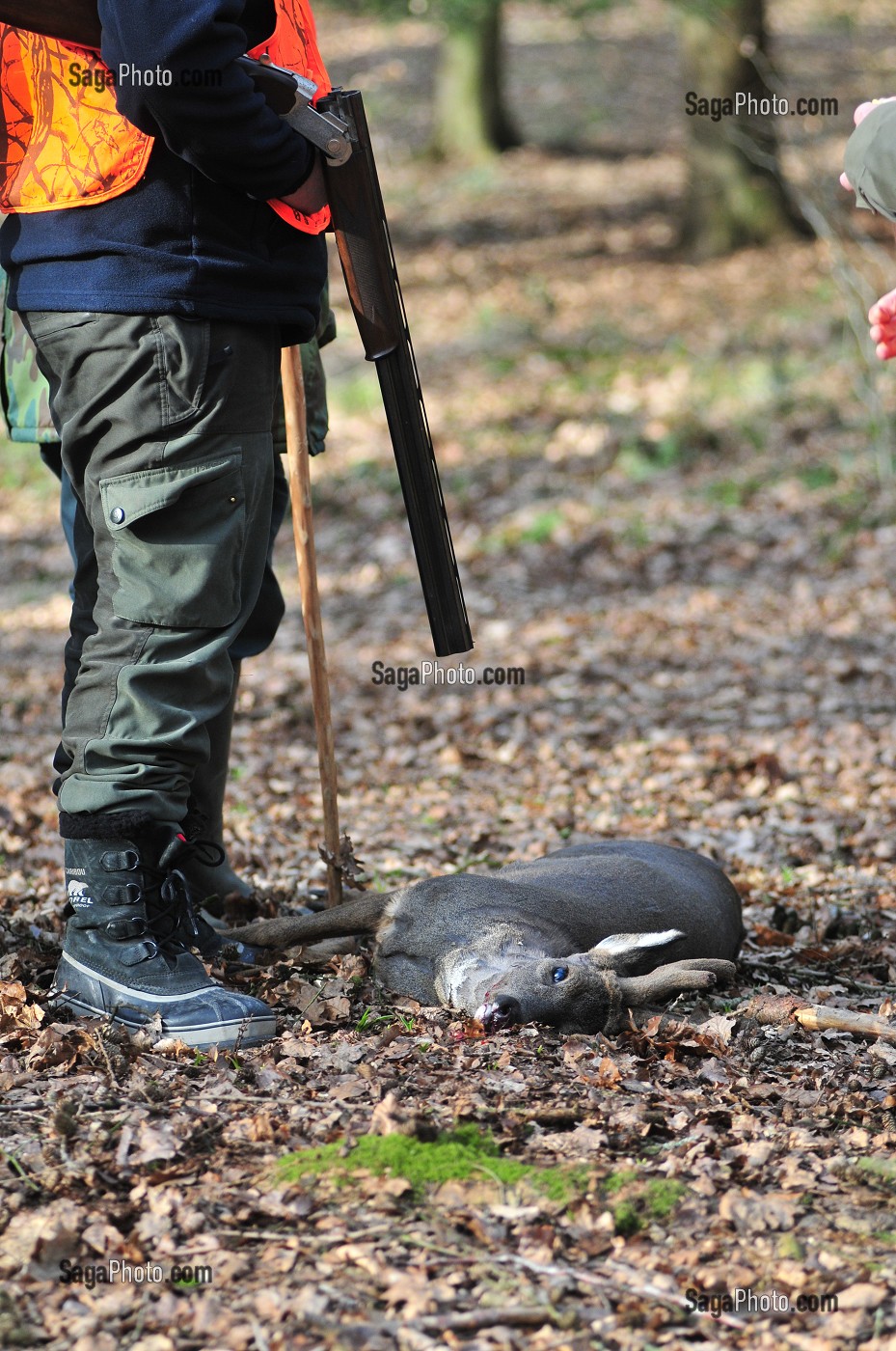 CHASSE DANS LA SOMME, FRANCE 