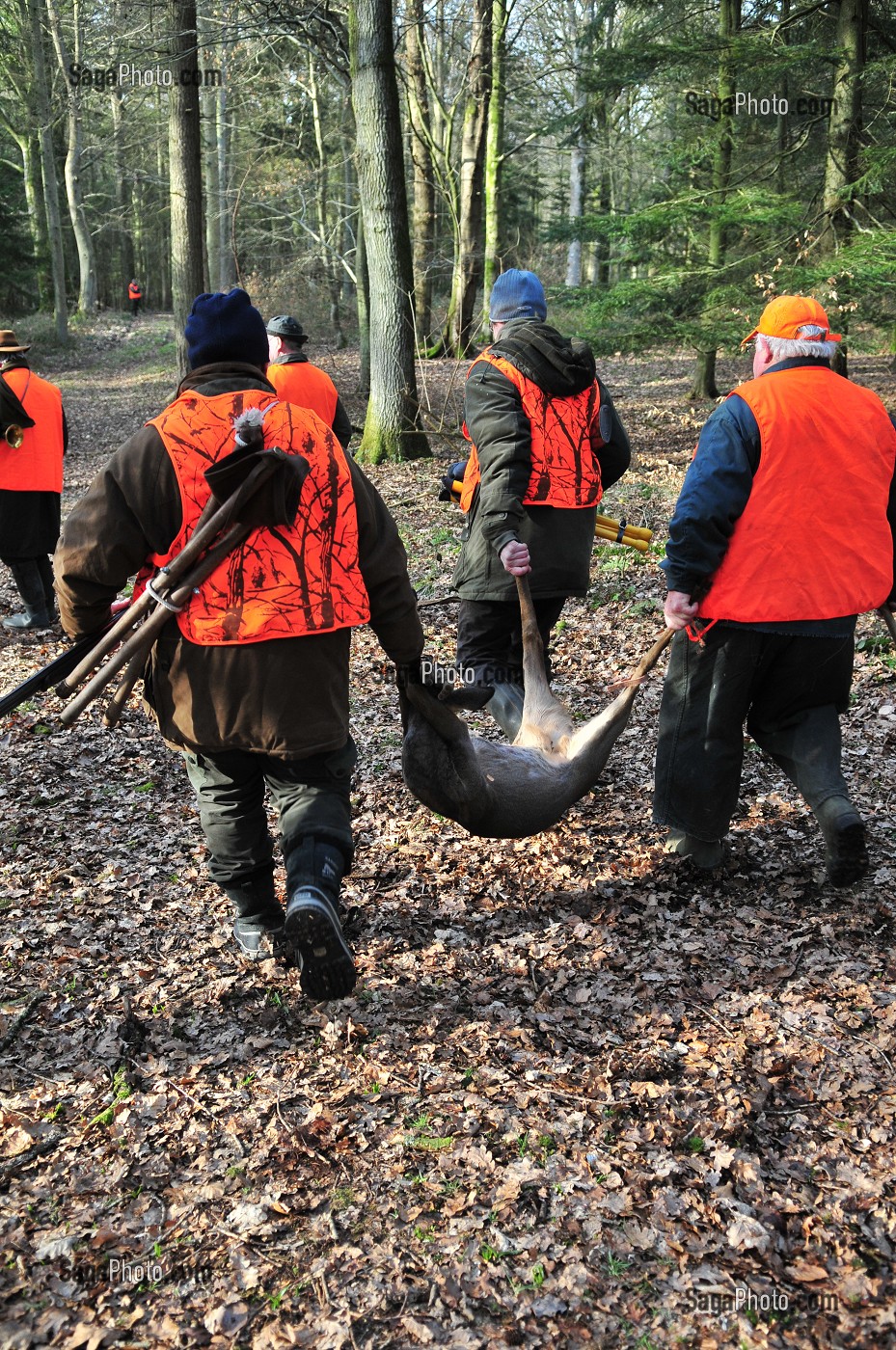 CHASSE DANS LA SOMME, FRANCE 
