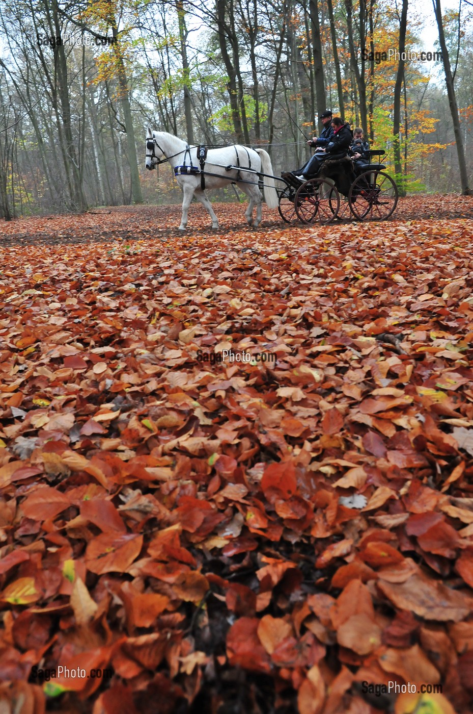 FORET DE CHANTILLY, OISE, FRANCE 