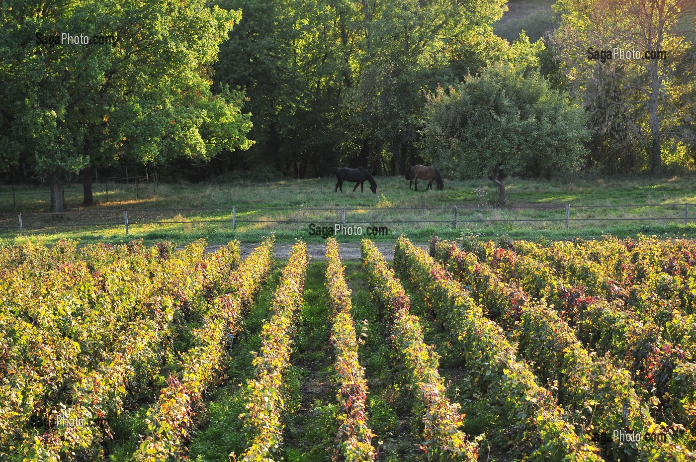 VIGNE ET VIN DE CHAMPAGNE, PICARDIE, FRANCE 