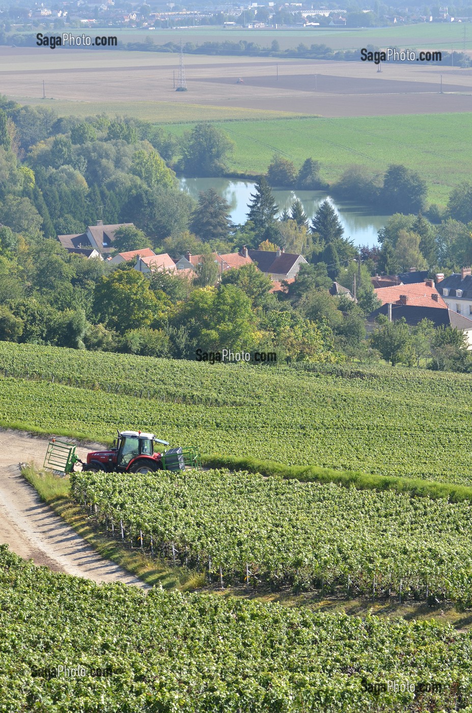 VIGNE ET VIN DE CHAMPAGNE, PICARDIE, FRANCE 