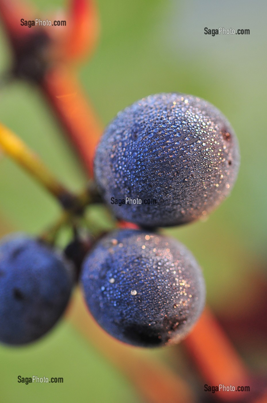 VIGNE ET VIN DE CHAMPAGNE, PICARDIE, FRANCE 