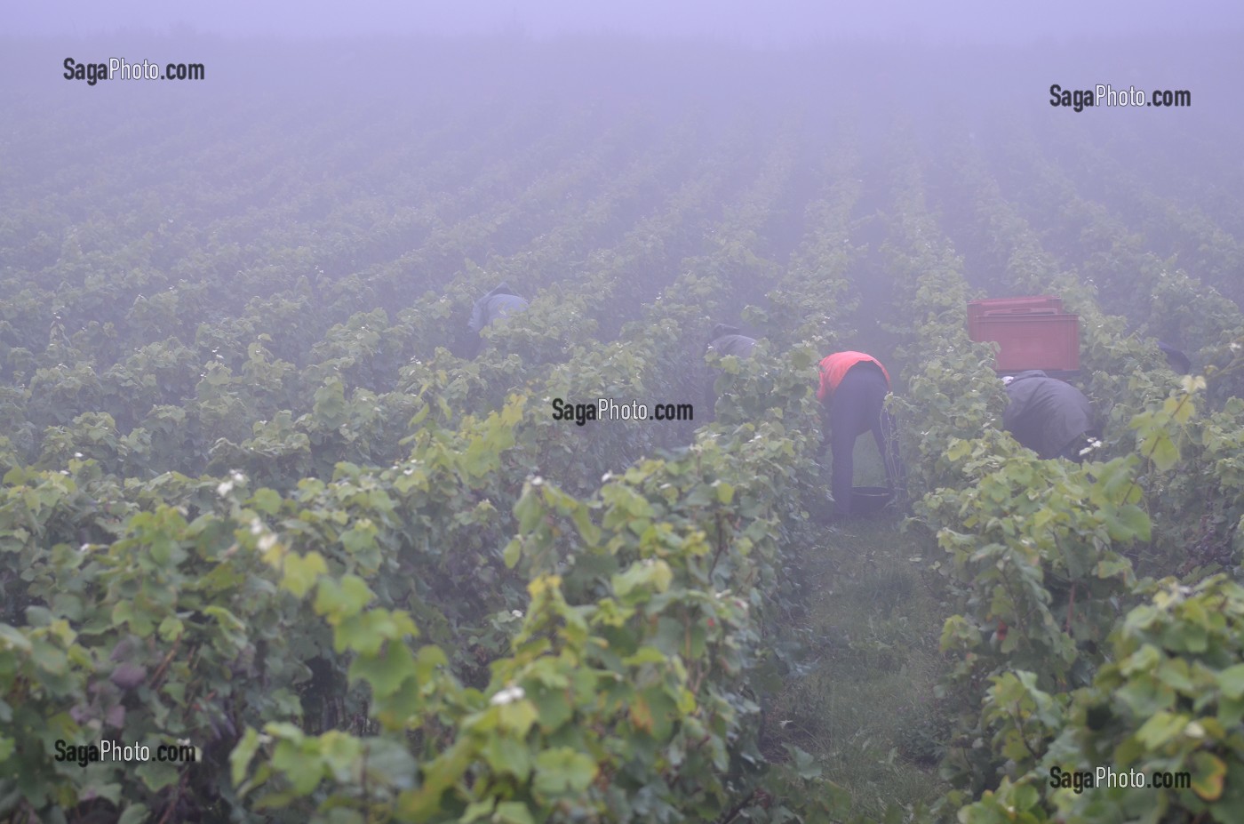 VIGNE ET VIN DE CHAMPAGNE, PICARDIE, FRANCE 