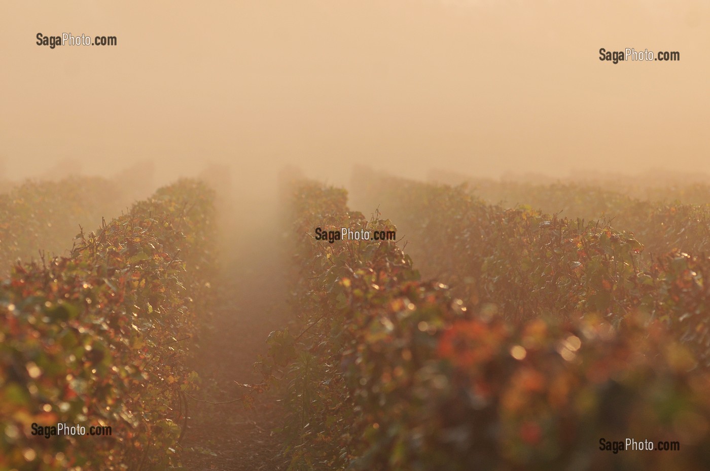 VIGNE ET VIN DE CHAMPAGNE, PICARDIE, FRANCE 