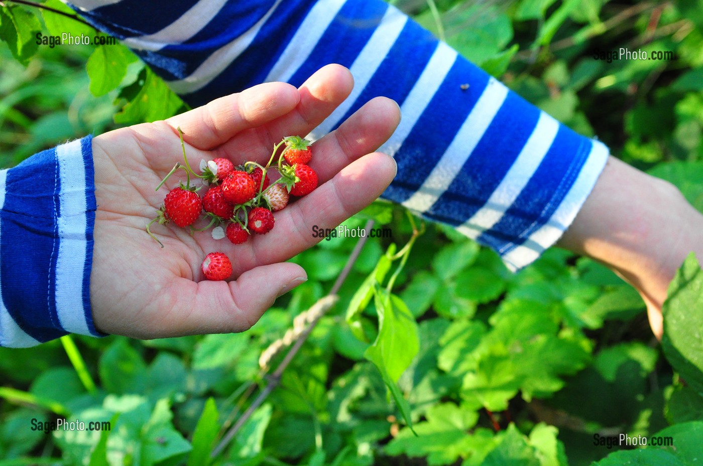 FRAISES DES BOIS 