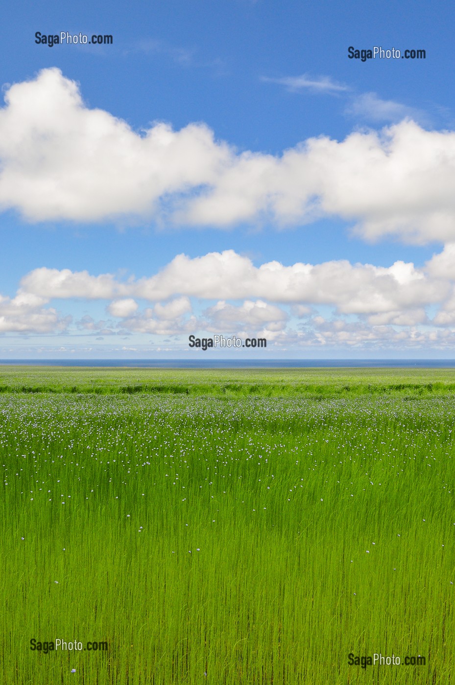 CULTURE DU LIN, BAIE DE SOMME, FRANCE 