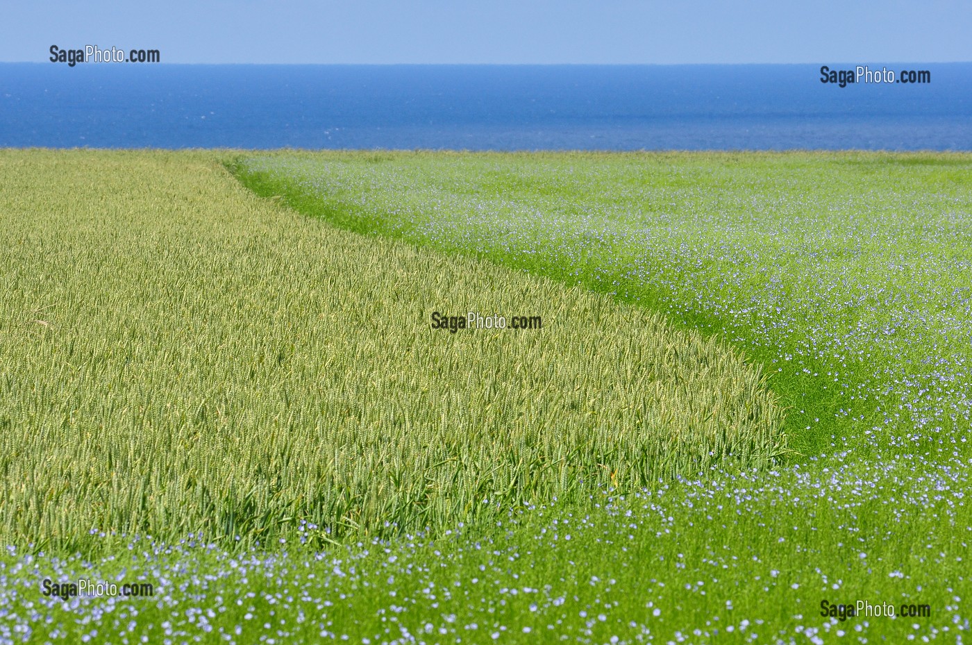 CULTURE DU LIN, BAIE DE SOMME, FRANCE 