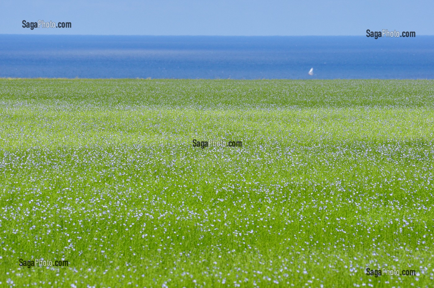 CULTURE DU LIN, BAIE DE SOMME, FRANCE 
