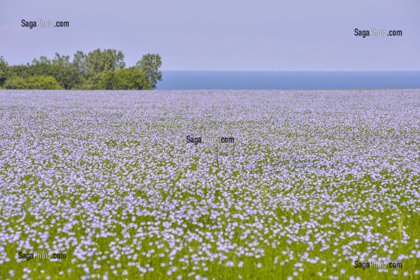 CULTURE DU LIN, BAIE DE SOMME, FRANCE 