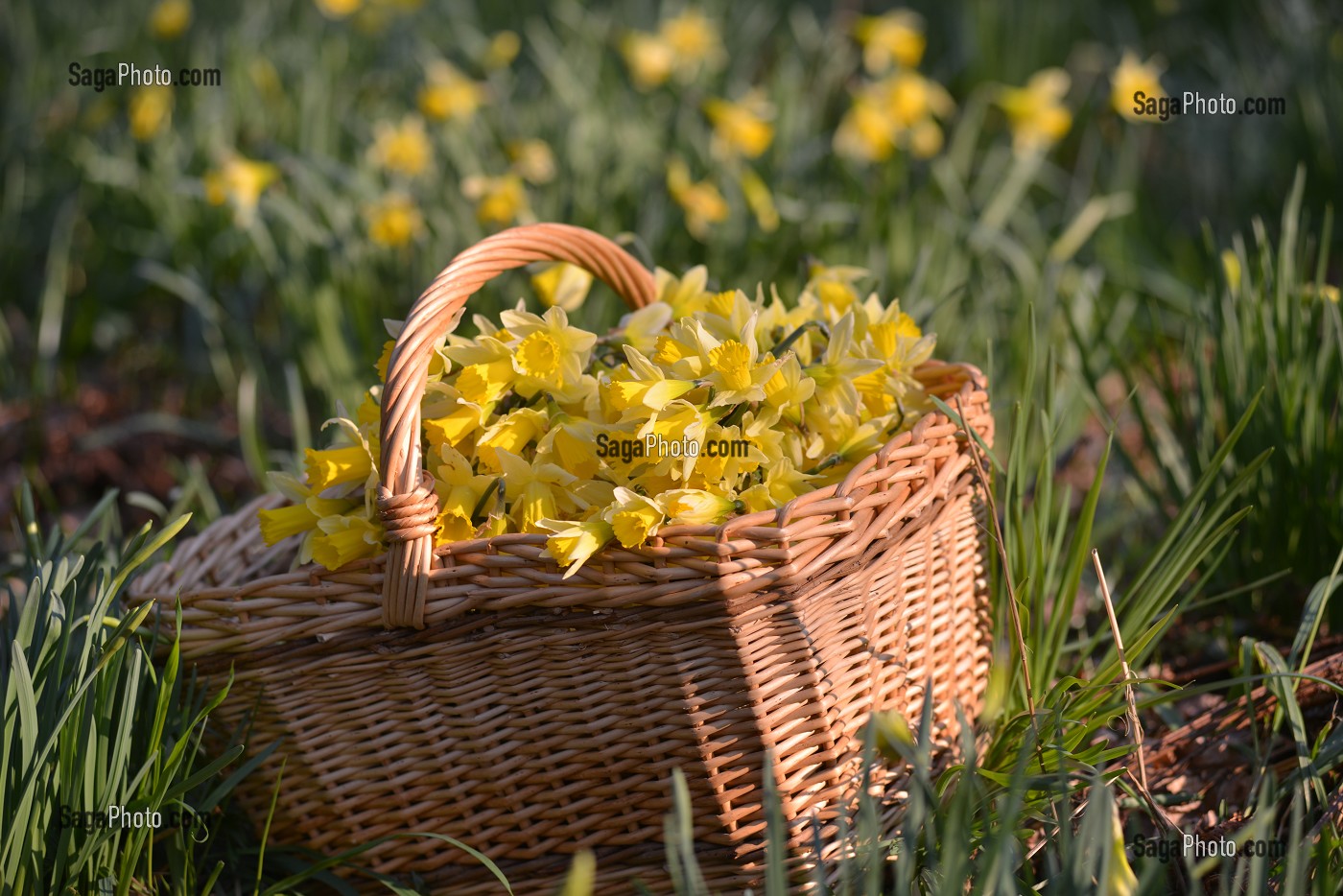 ILLUSTRATION BAIE DE SOMME, SOMME, PICARDIE, FRANCE 