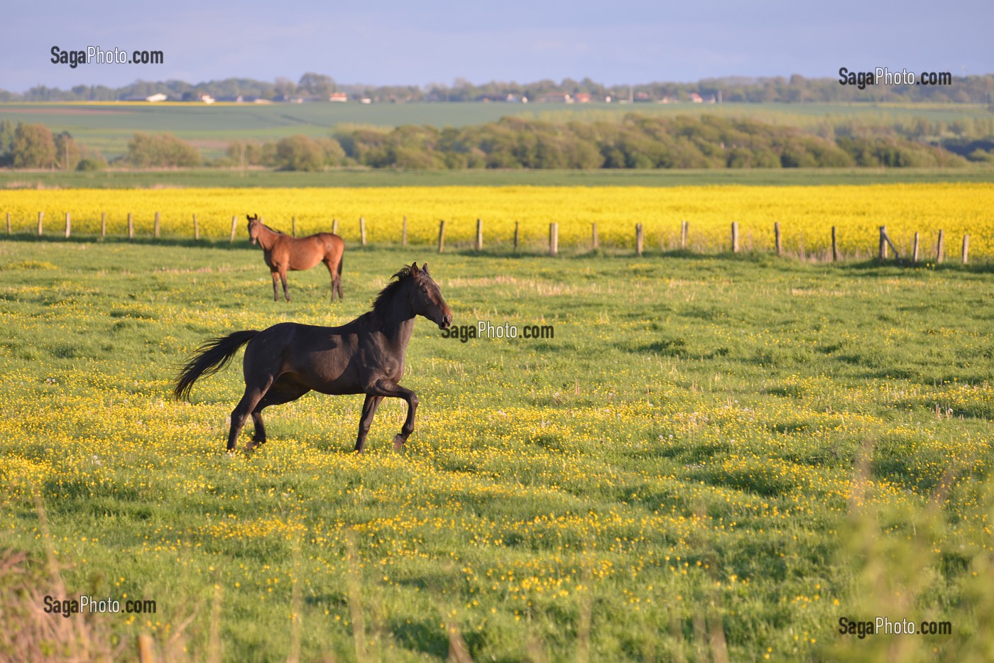 CHEVAUX GAMBADANT DANS LA PLAINE DU HABLE D'AULT, SOMME (80), PICARDIE, FRANCE 