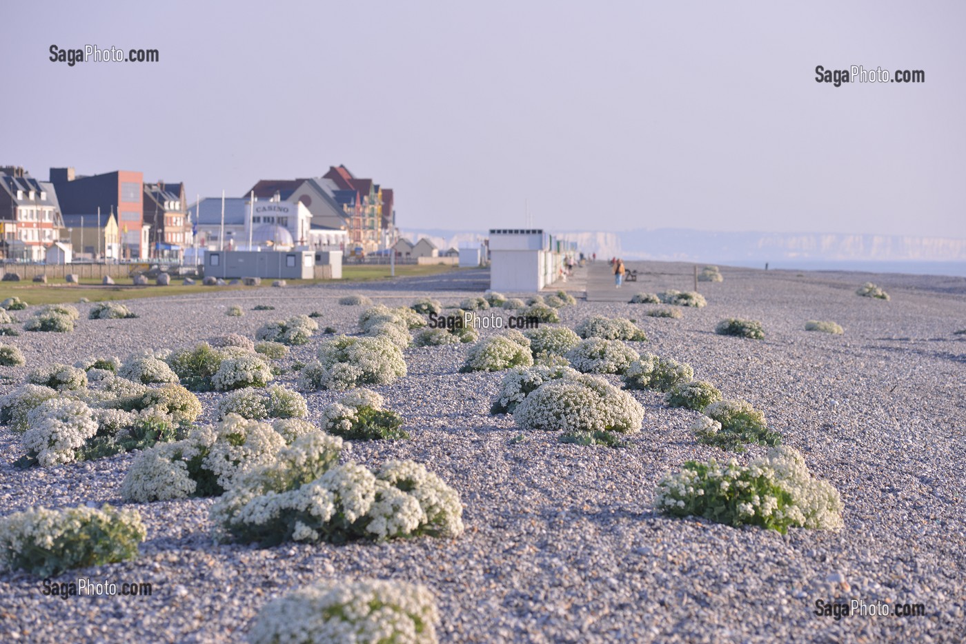 ILLUSTRATION BAIE DE SOMME, SOMME, PICARDIE, FRANCE 