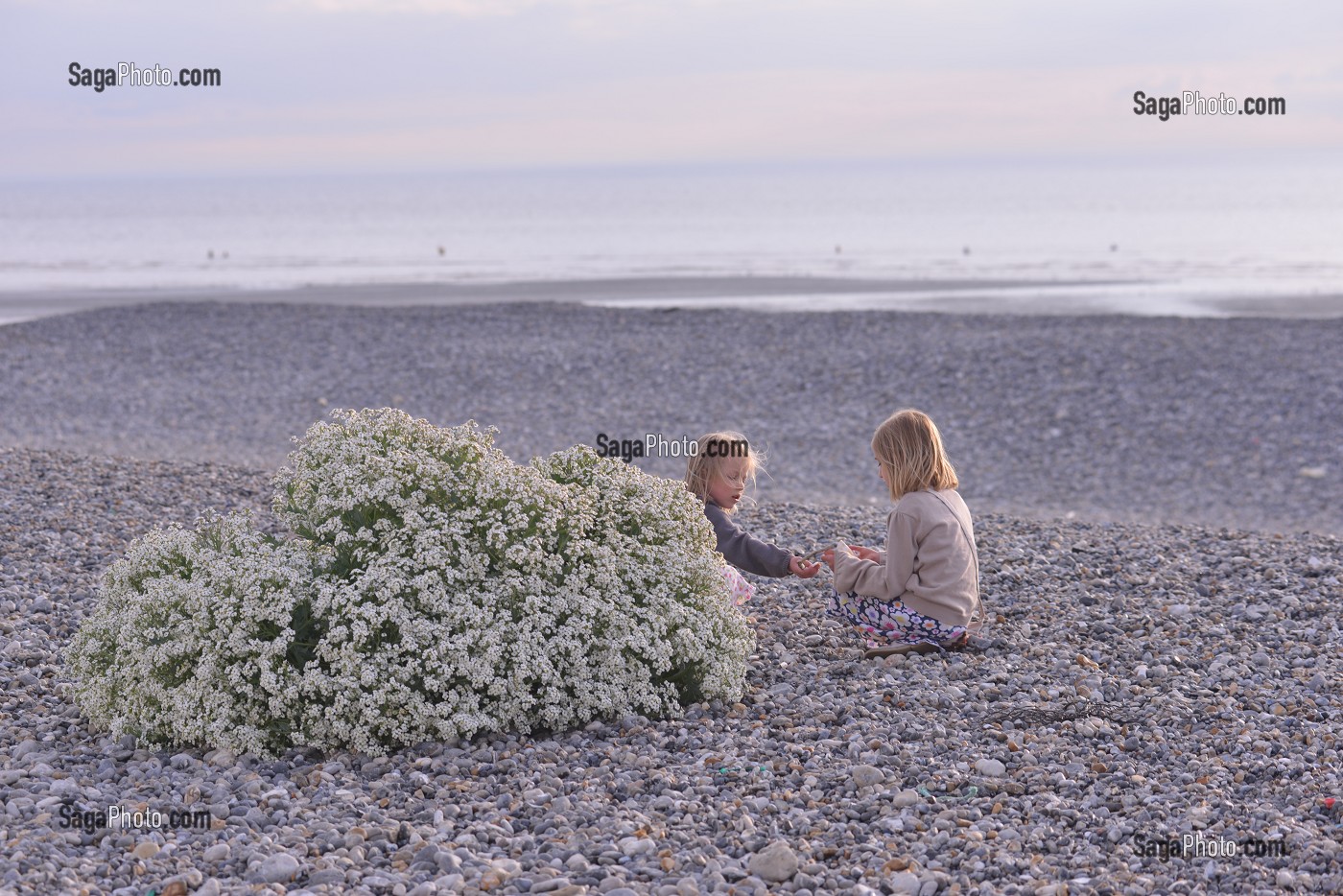 ILLUSTRATION BAIE DE SOMME, SOMME, PICARDIE, FRANCE 