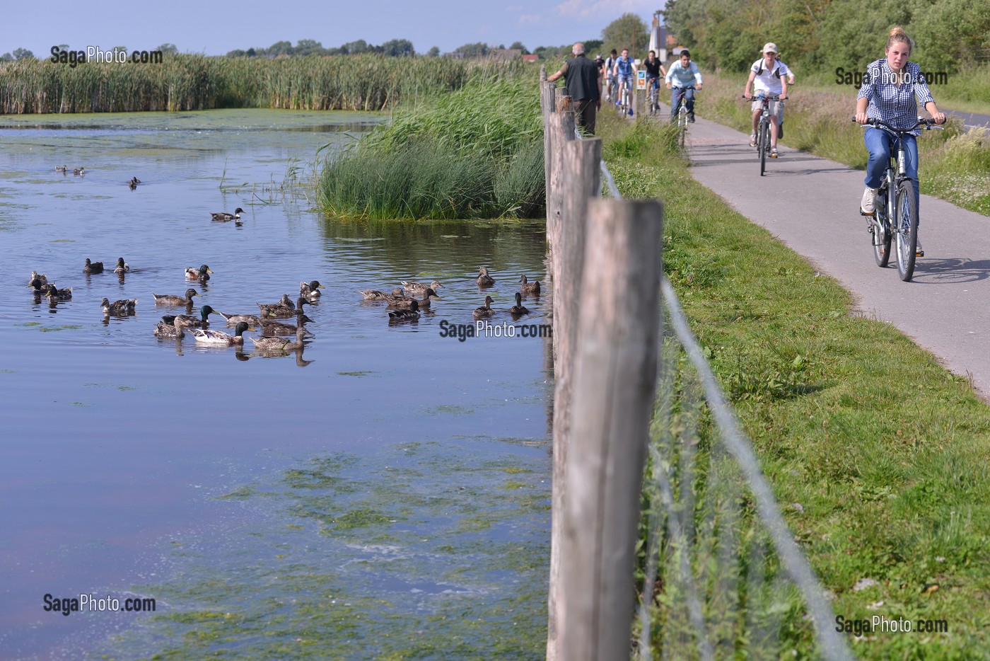 ILLUSTRATION BAIE DE SOMME, SOMME, PICARDIE, FRANCE 