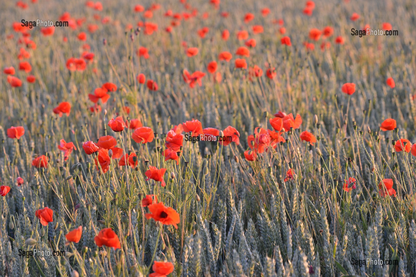 ILLUSTRATION FLEURS DES CHAMPS 