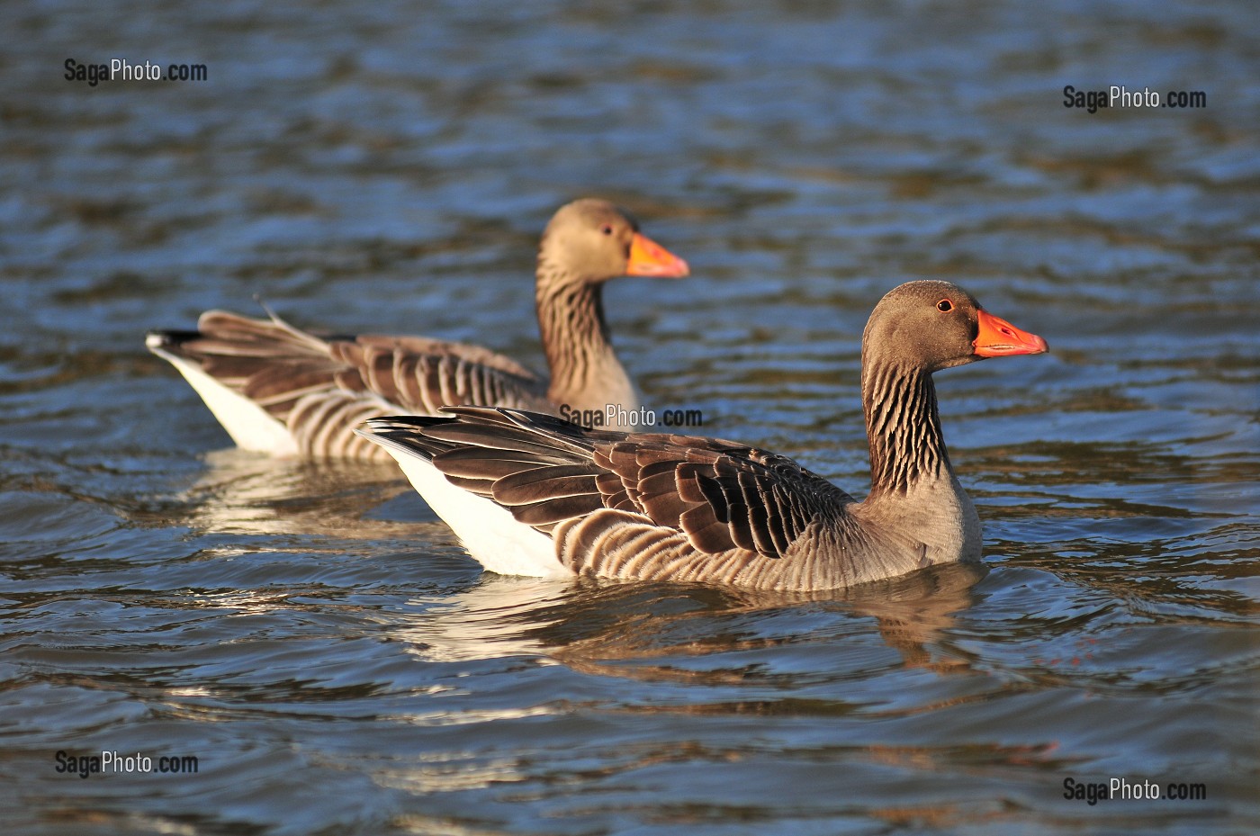 BAIE DE SOMME, FRANCE 