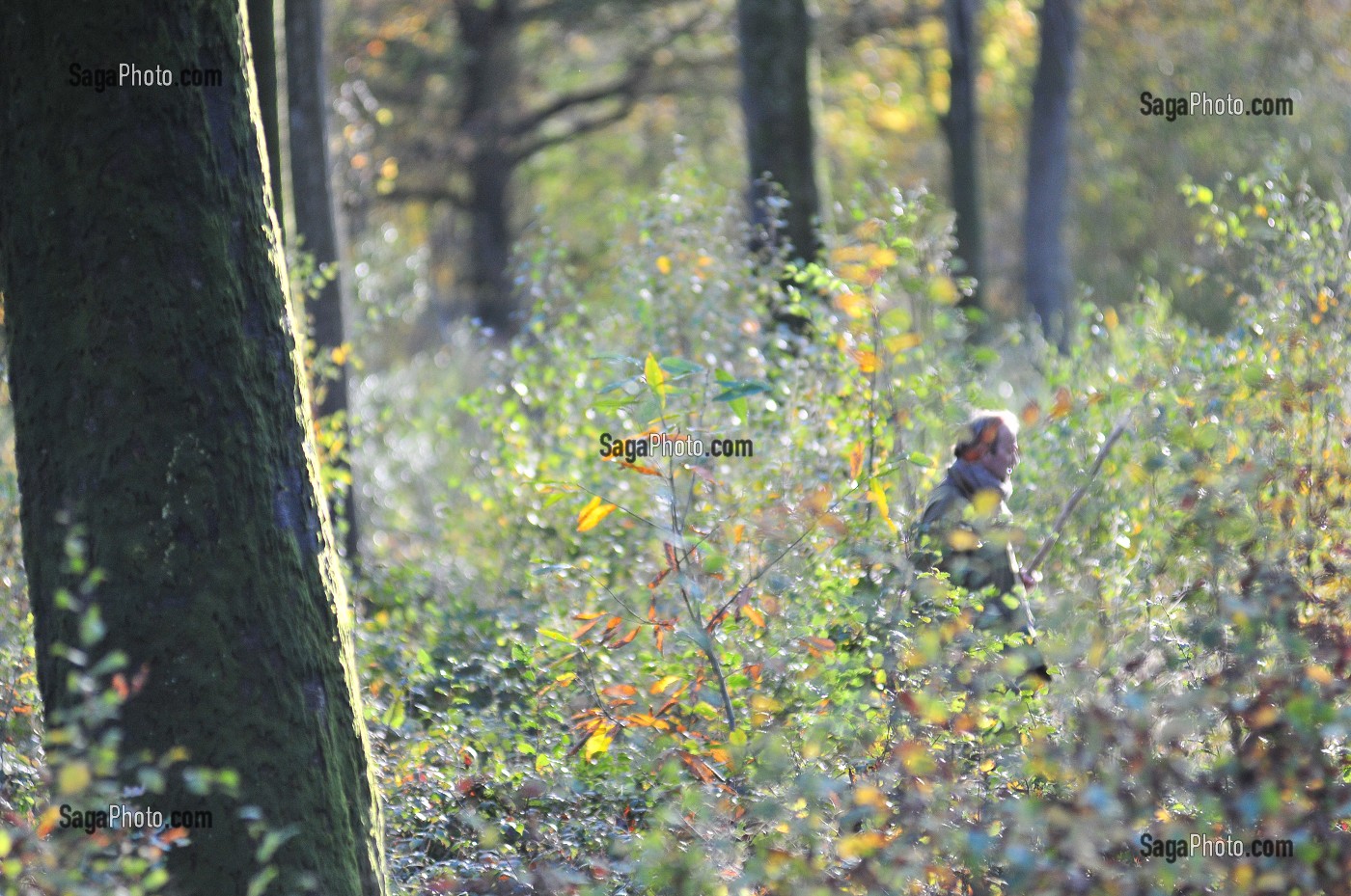 RABATTEUR LEVANT LE GIBIER LORS D'UNE BATTUE, CHASSE DANS UNE FORET PRIVEE PRES DU PARC DU MARQUENTERRE, SOMME (80), FRANCE 