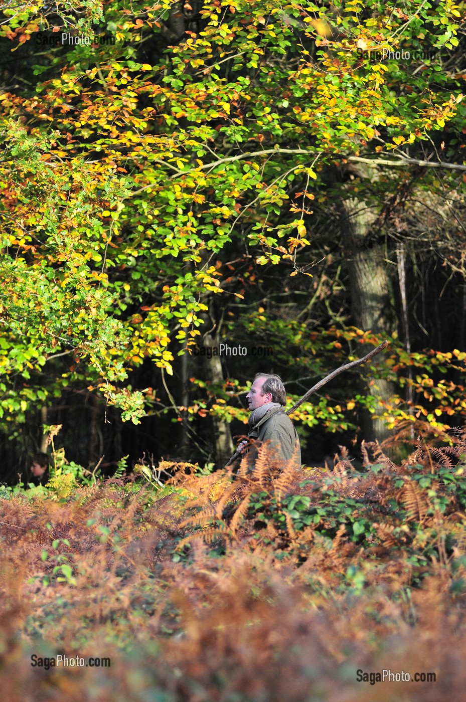 RABATTEUR LEVANT LE GIBIER LORS D'UNE BATTUE, CHASSE DANS UNE FORET PRIVEE PRES DU PARC DU MARQUENTERRE, SOMME (80), FRANCE 