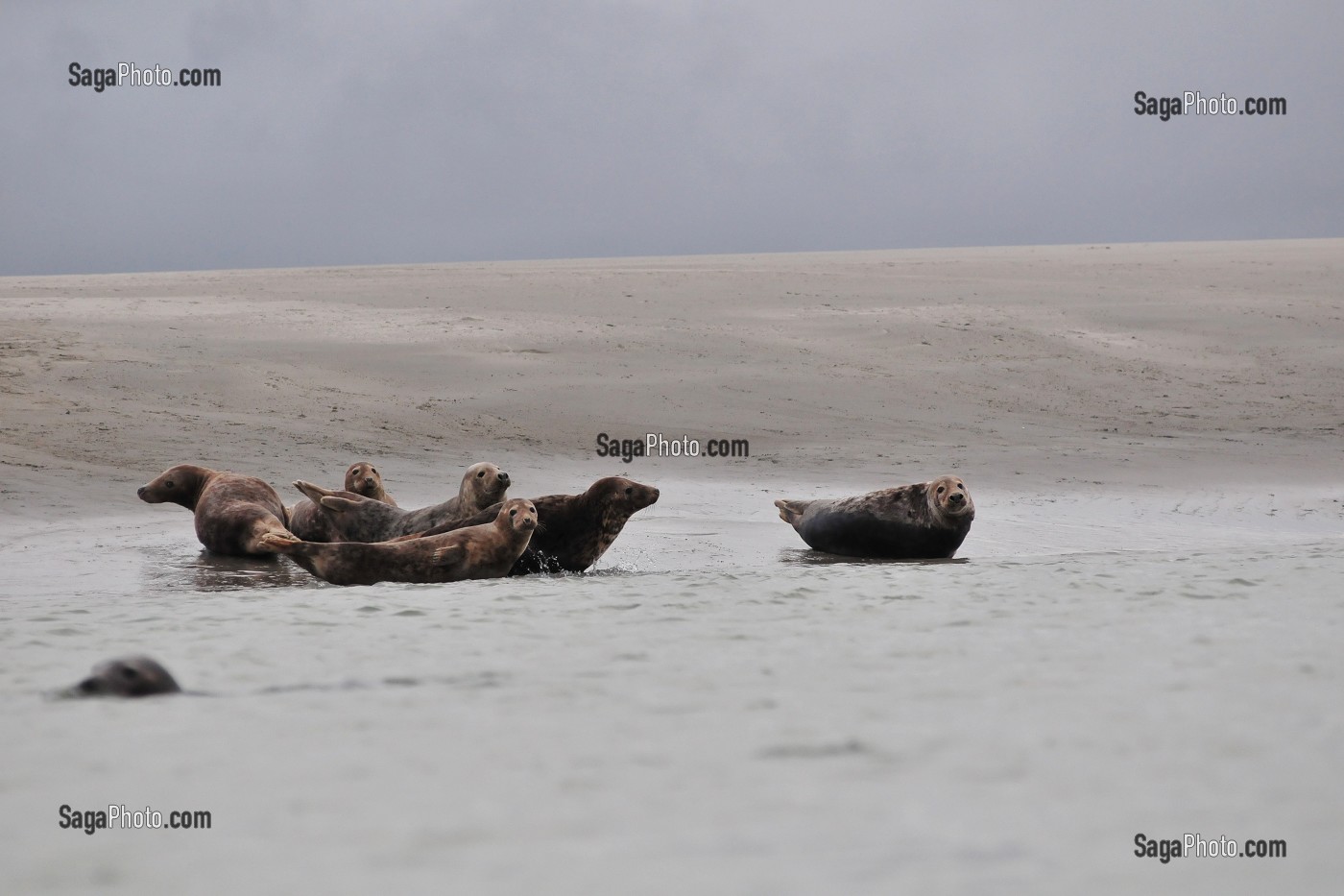 BAIE DE SOMME, FRANCE 