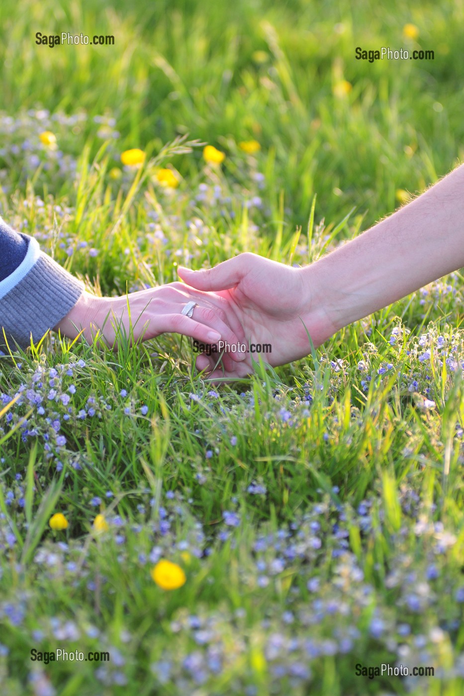 MAINS JOINTES D'UN COUPLE SUR FOND DE PRAIRIE FLEURIE 