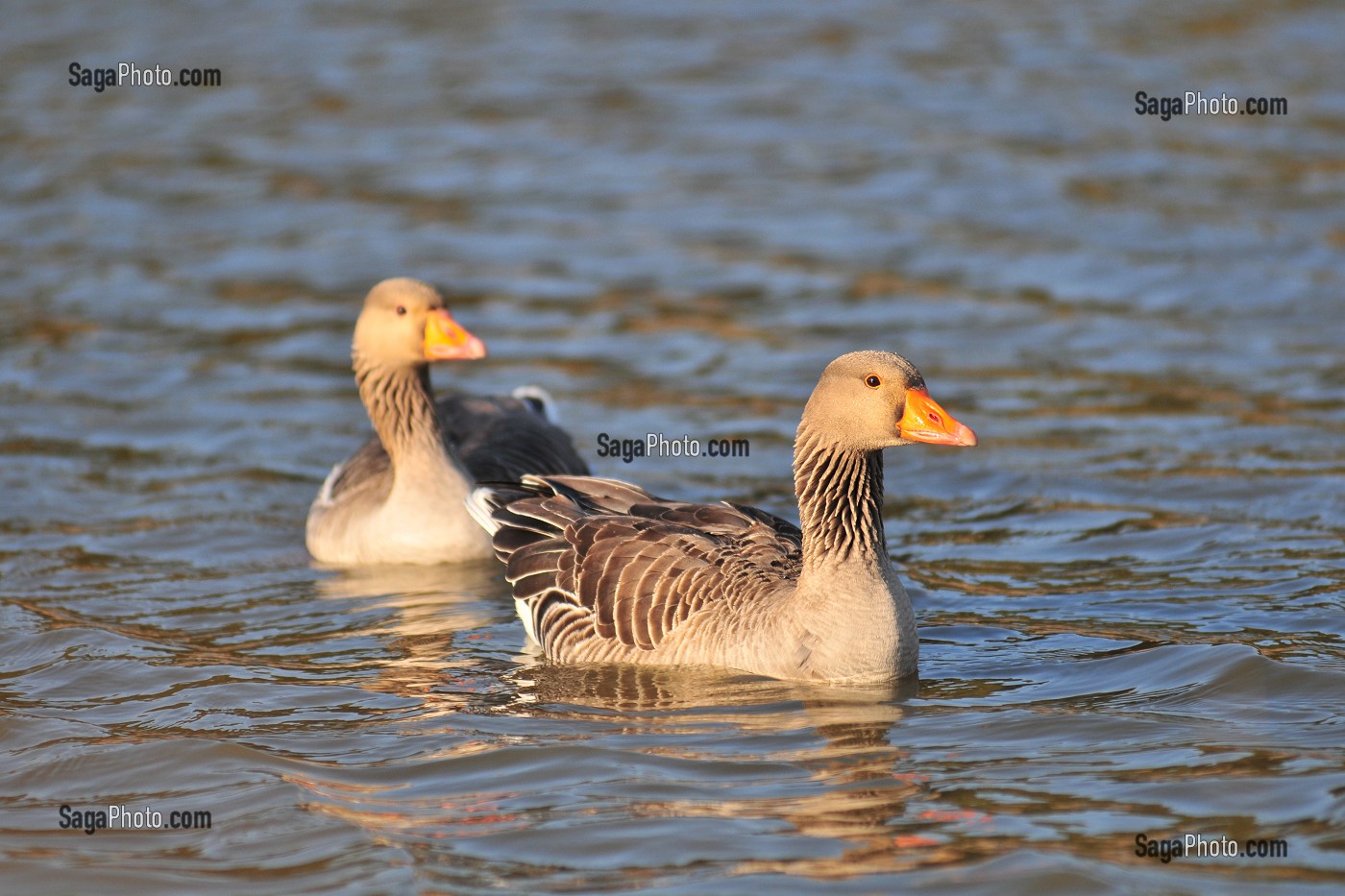 BAIE DE SOMME, FRANCE 