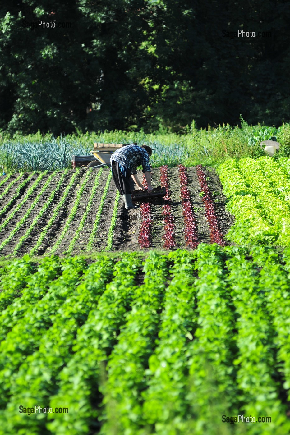 JARDINIER DANS UN POTAGER, HORTILLONNAGES OU JARDINS FLOTTANTS, AMIENS, SOMME (80), FRANCE 