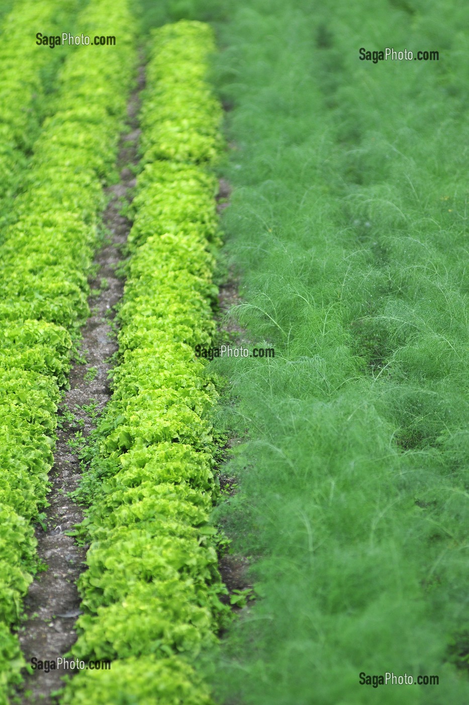 PLANTS DE SALADES ET DE CAROTTES DANS UN POTAGER 
