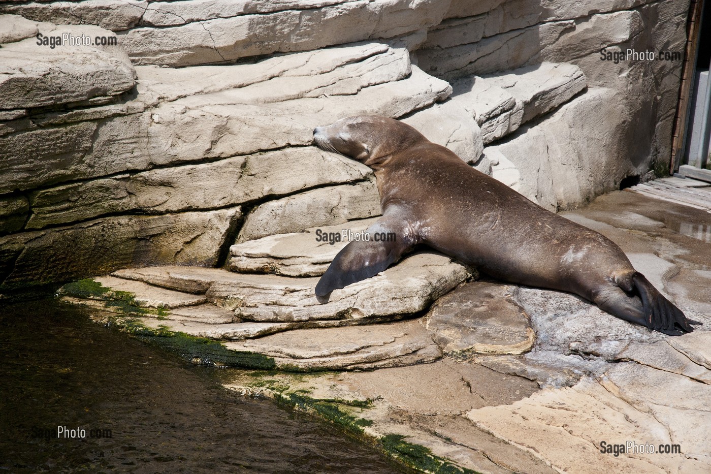 SIESTE D'UNE OTARIE, PARC AQUATIQUE DE BOULOGNE-SUR-MER, PAS-DE-CALAIS (62), FRANCE 