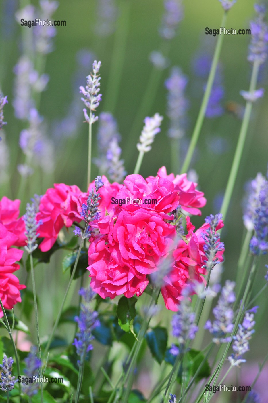 ROSES ET LAVANDE 